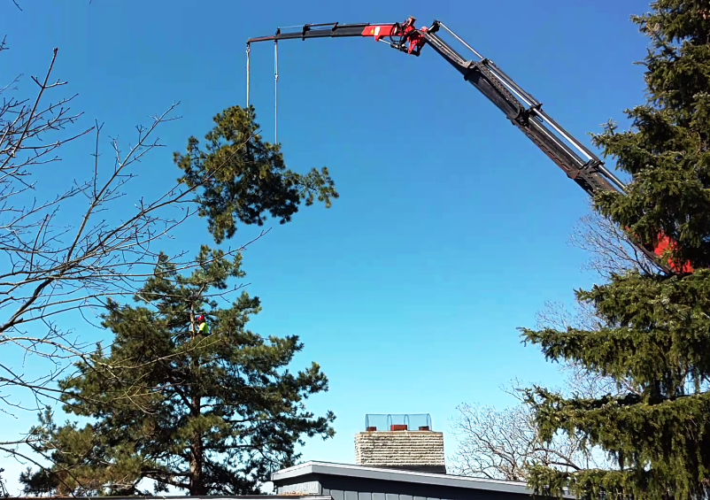 Crane Tree over cottage